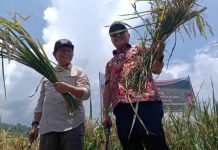 Ketua Deprov Sulut Bersama Bupati Bolmong Lakukan Panen Perdana Padi Organik ODSK