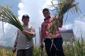 Ketua Deprov Sulut Bersama Bupati Bolmong Lakukan Panen Perdana Padi Organik ODSK