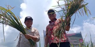 Ketua Deprov Sulut Bersama Bupati Bolmong Lakukan Panen Perdana Padi Organik ODSK