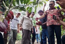 Bupati Bolmong dan Ketua Deprov Sulut Tinjau Kebun Kakao di Desa Bakan