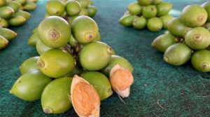 Buah-Pinang
