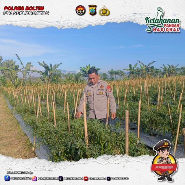 Dukung Program Ketahanan Pangan, Aipda Hijrah Arafat Mamonto Manfaatkan Lahan Pribadi Tanam Cabai