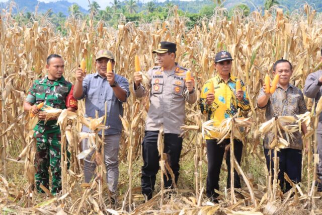 Polres Tojo Una-Una Panen Raya: 100 Ton Jagung Bukti Sinergi Sukseskan Ketahanan Pangan