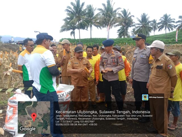 Kadis Pertanian Tojo Una-Una Pantau Panen Raya Jagung Hibrida, Dorong Swasembada Pangan!