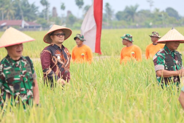 Wakil Wali Kota Tanjungbalai Hadiri Panen Raya Padi Lahan Ketahanan Pangan Kodam I/BB Bersama Panglima TNI di Deli Serdang